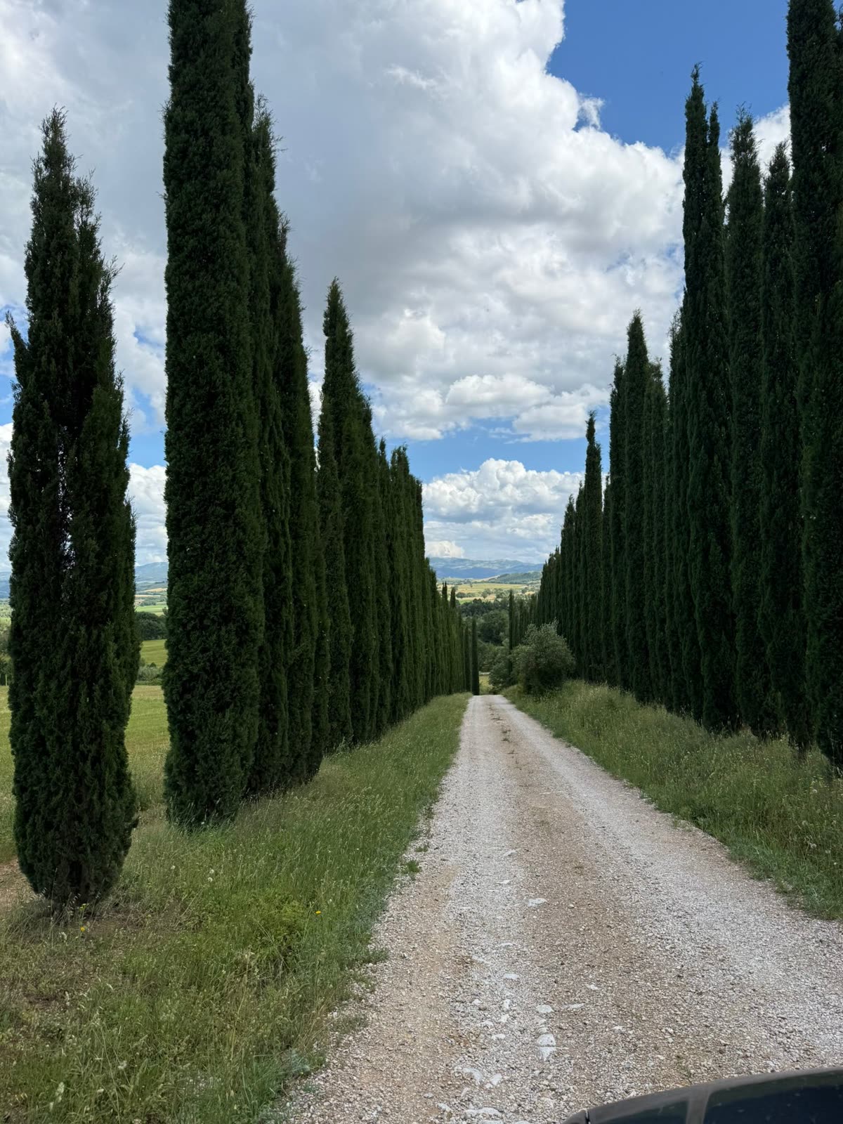 A white gravel road lined with tall cypress trees, running out into open countryside