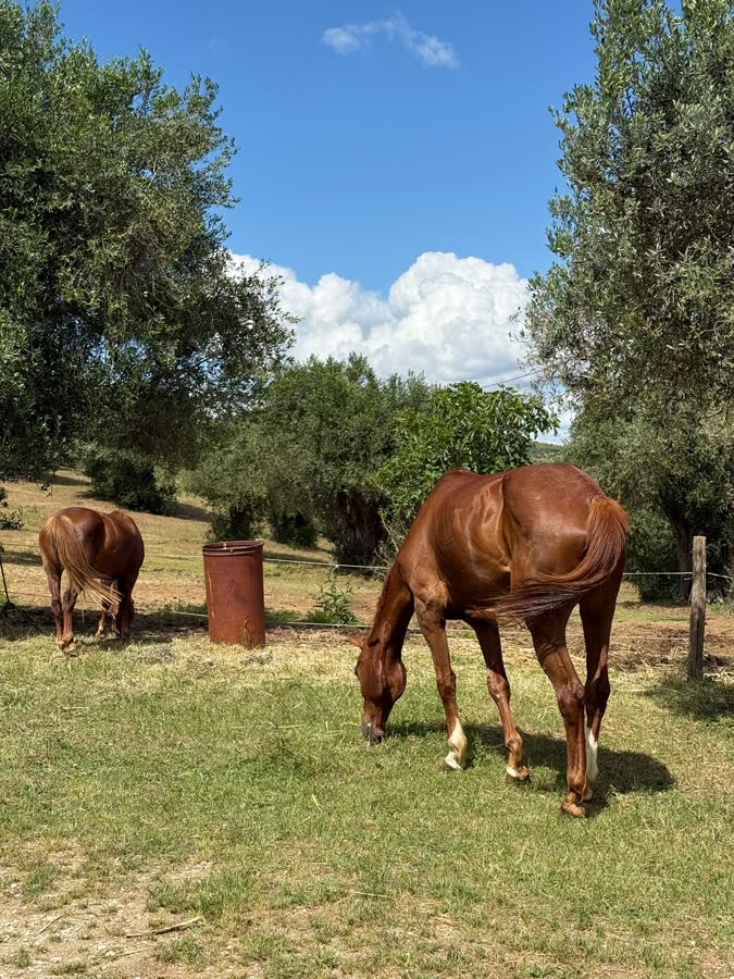 Two horses grazing among olive trees under a blue sky