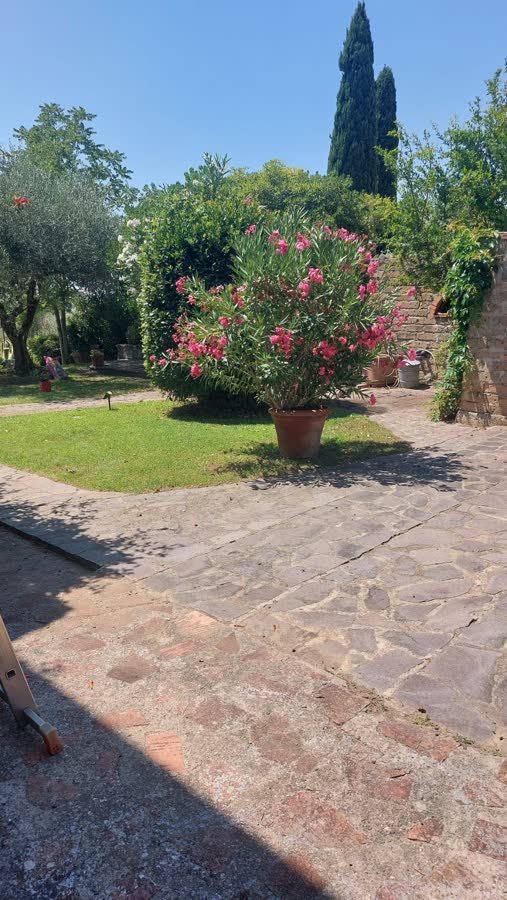 Terracotta path through the garden past a flowering oleander and cypress